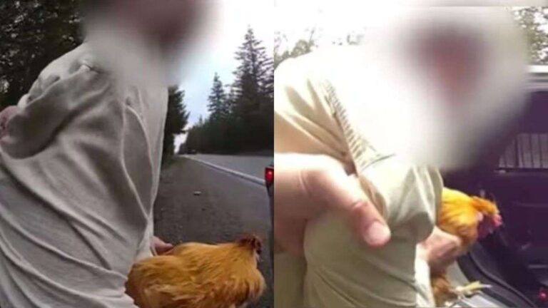 पहले दिल चुराया और अब मुर्गी, ब्रेकअप से खफा शख्स ने एक्स गर्लफ्रेंड के साथ कर दिया ऐसा कांड, पुलिस ने किया अरेस्ट